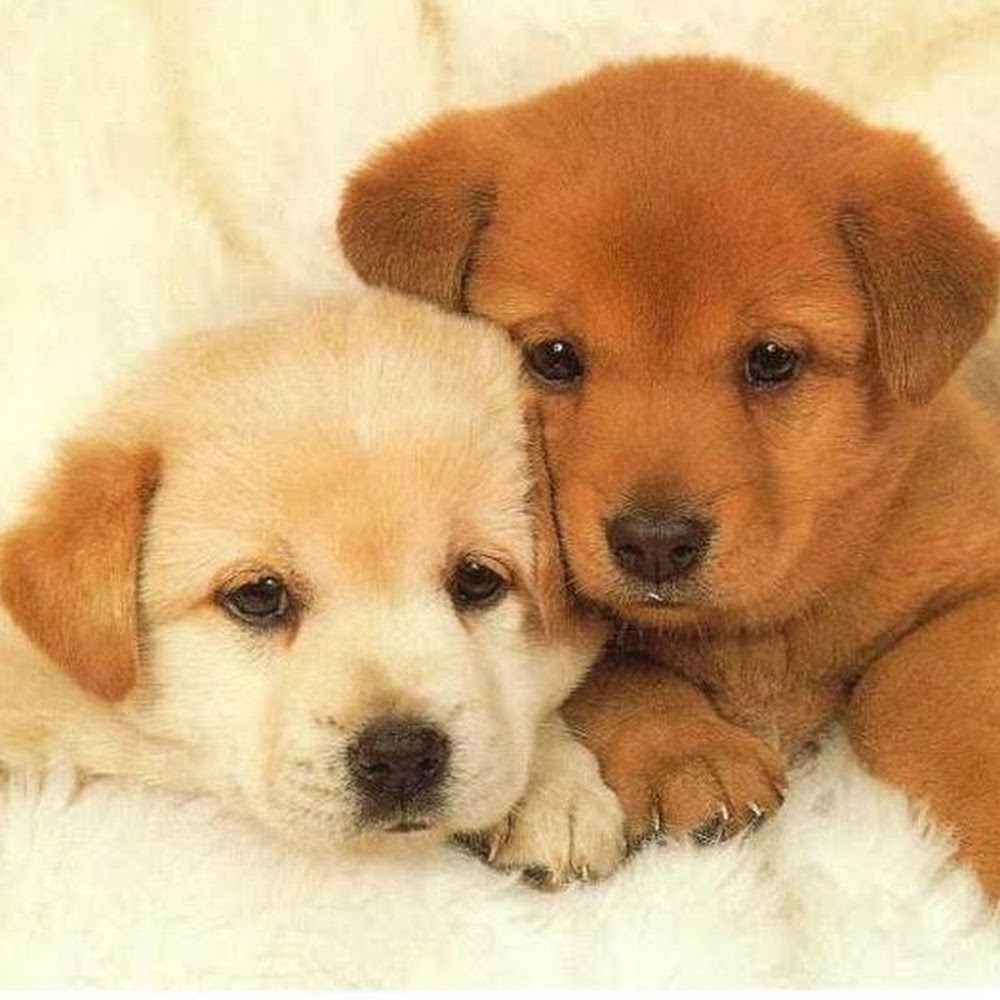 Meet your Posher, Chandra